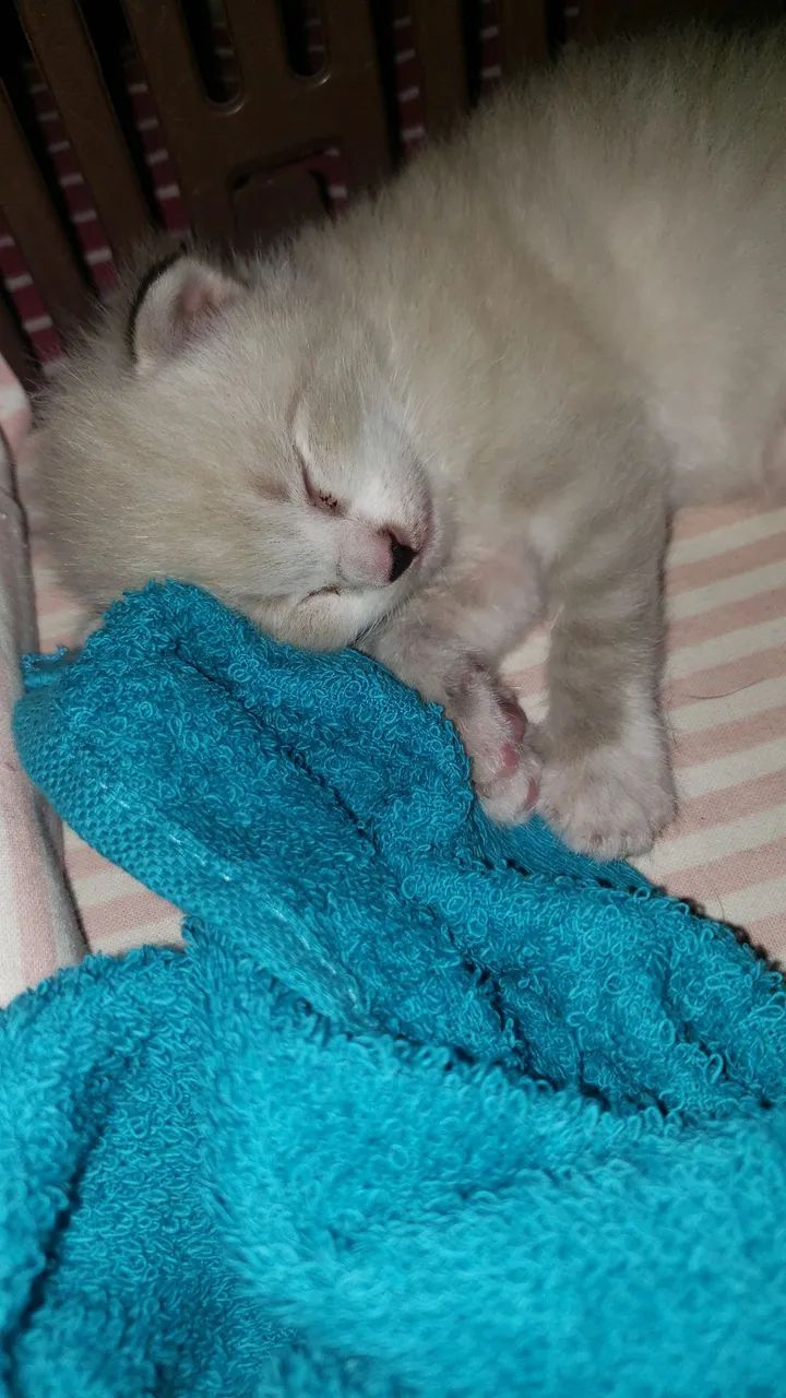 Doação responsável de gato - Foto 3