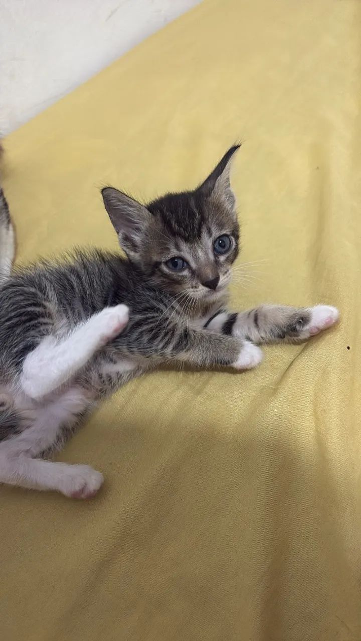 Gato doação  - Foto 4