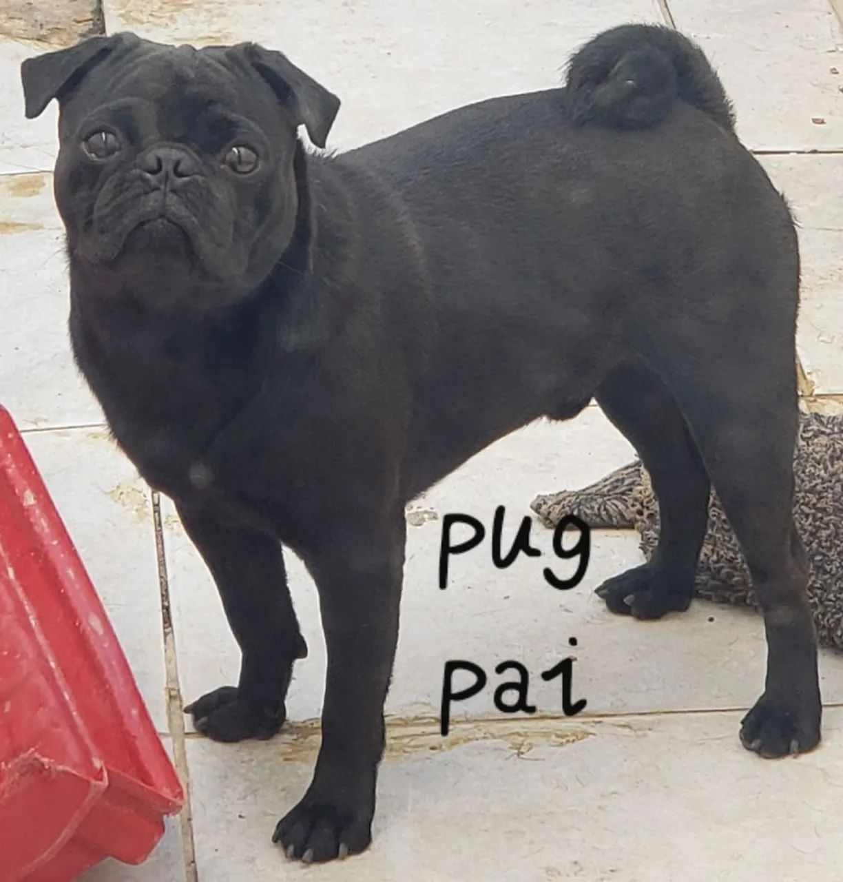 Filhote de Pug (3x cartão sem juros)