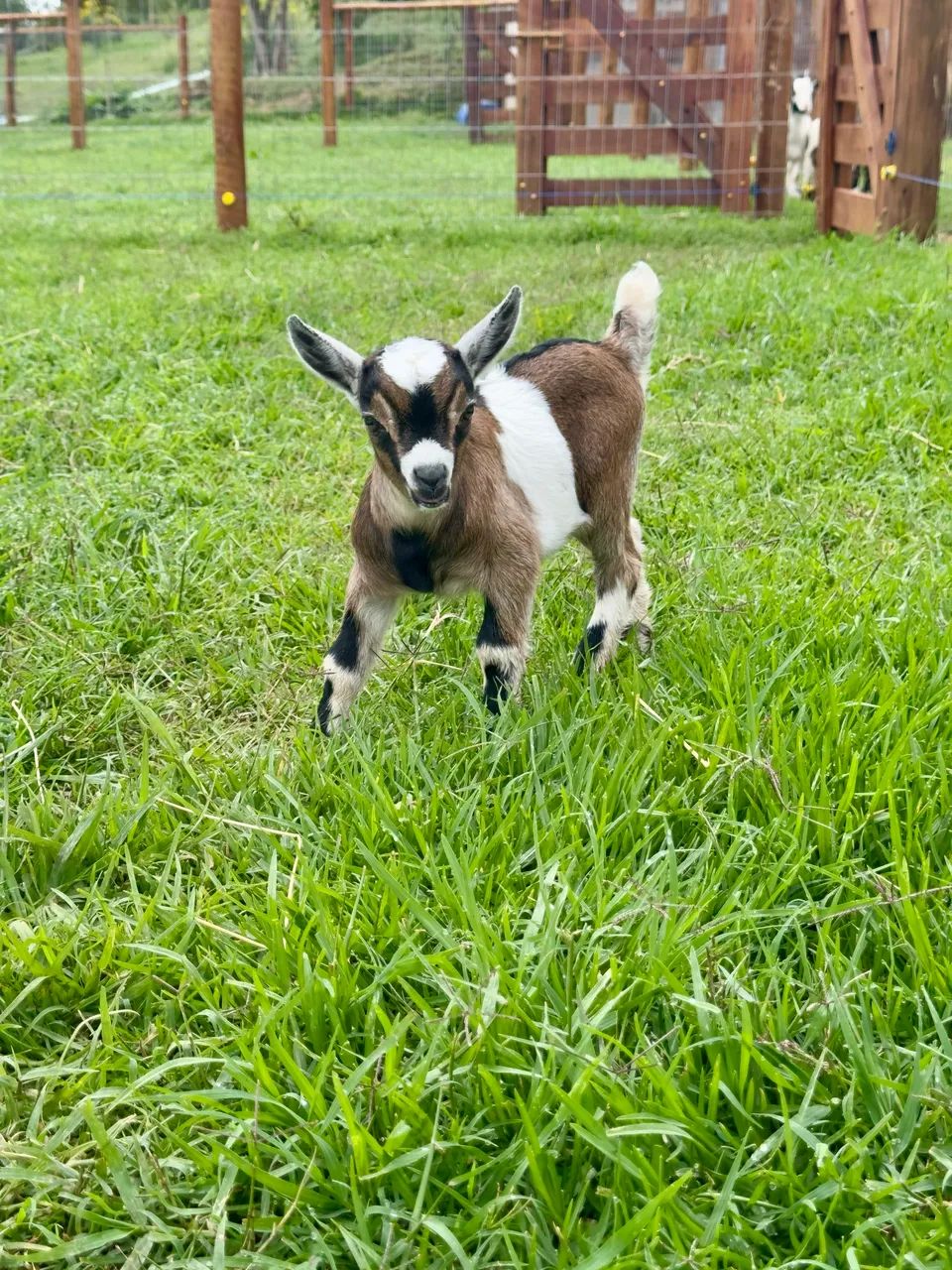 Mini cabra  - Foto 4
