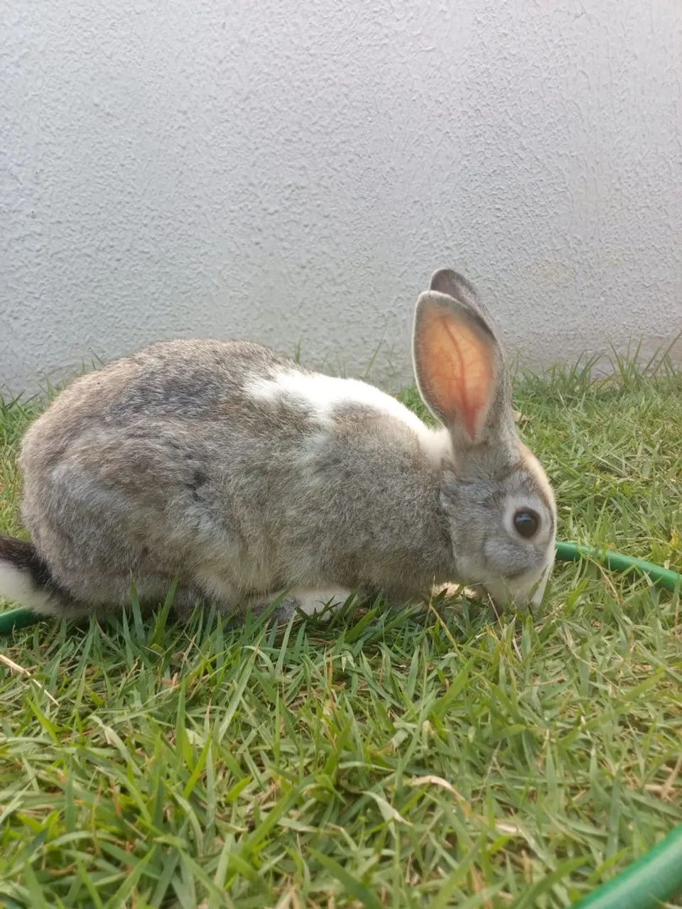 Coelho  - Foto 3
