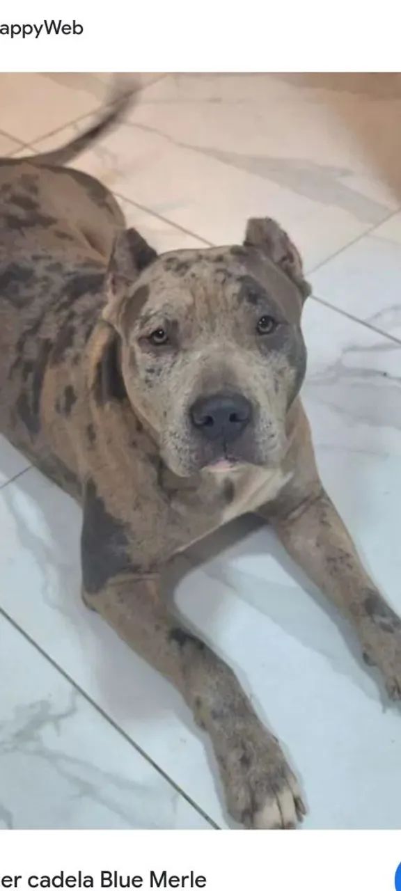 Cadela pitmonster  - Foto 5