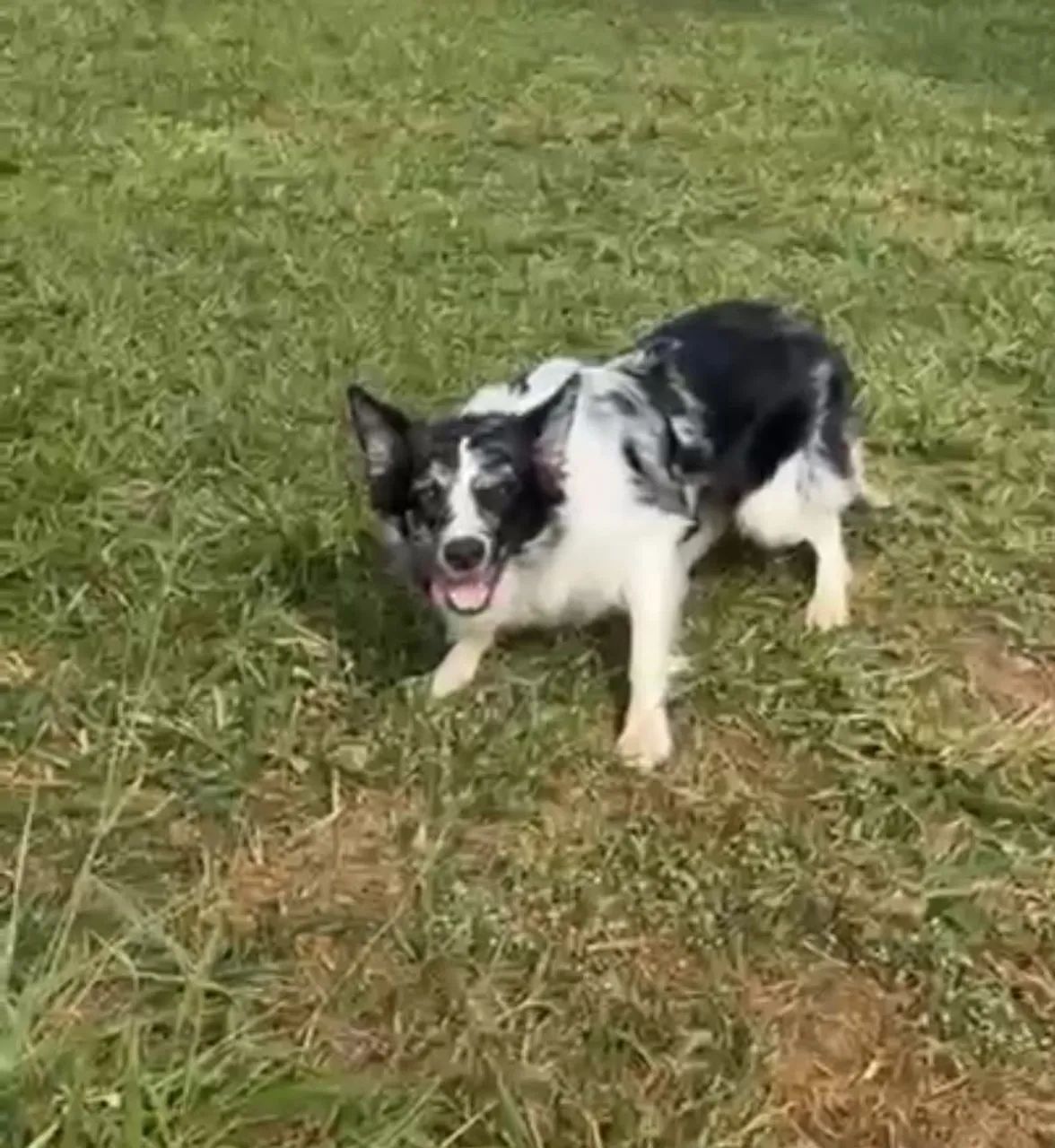 Cachorro  - Foto 2