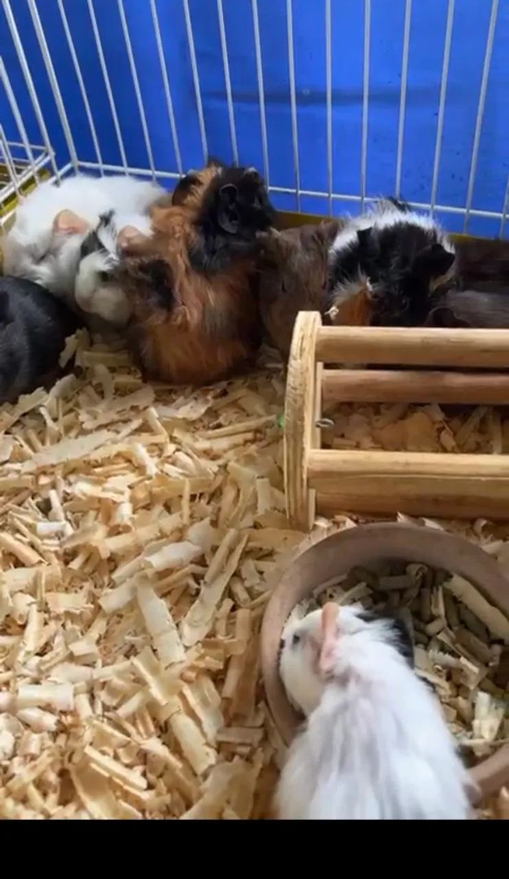 Porquinhos Da Índia  - Foto 5