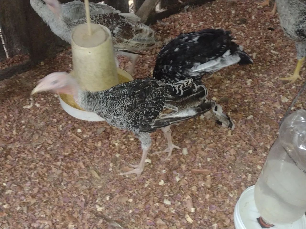 VENDO PERUS MÉDIOS  - Foto 4