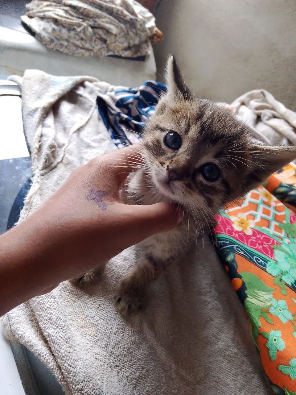 Gatos filhotes  - Foto 2