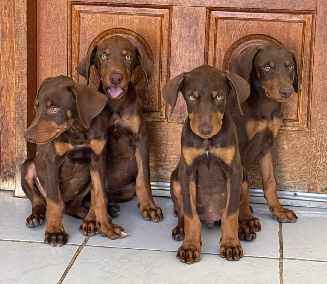 Cães Doberman 