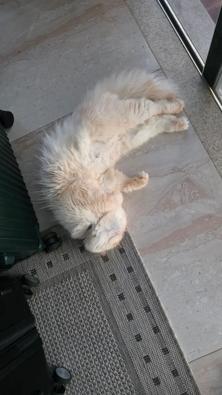 Vendo gato persa. - Foto 3