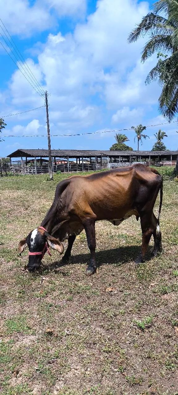 Vaca girolando  - Foto 2