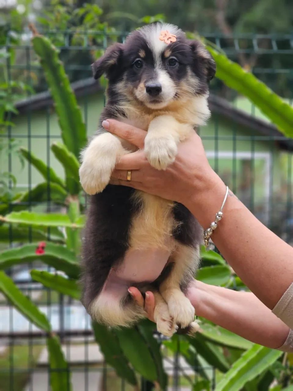 Border Collie | @canil.alesnewworld