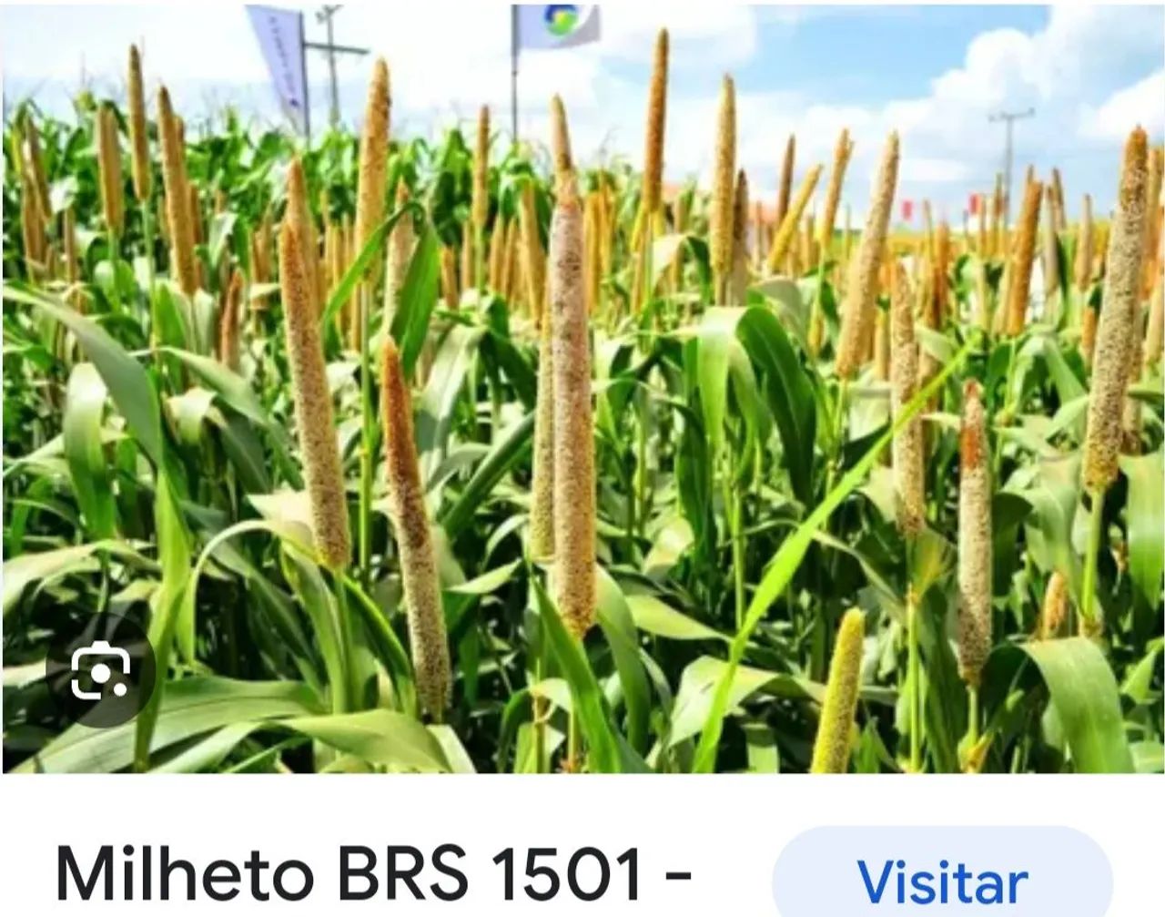 SEMENTE DE MILHETO BRS 1501 EMBRAPA - Foto 3