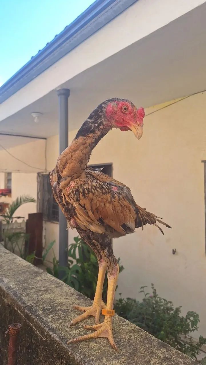 Frangos e galinhas