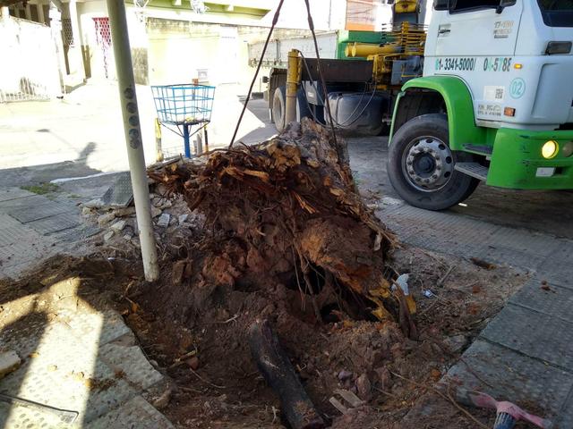 Corte e Poda de Árvores em Geral de Alta Complexidade - Foto 4