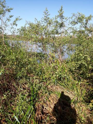 Vendo Sítio com 10.7 Hectares - Foto 4
