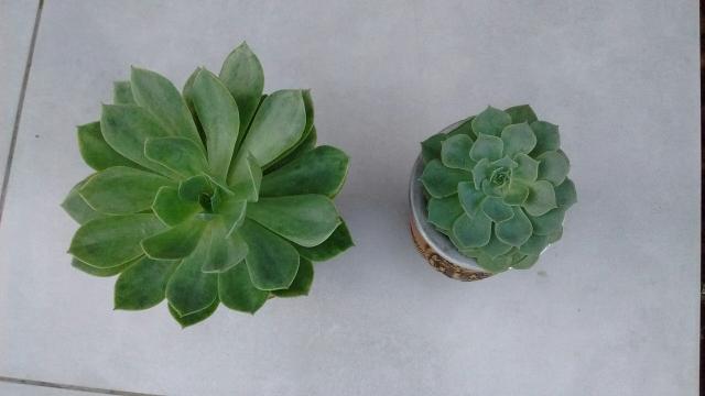 Suculenta - Foto 2