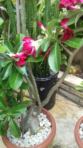 Rosa do deserto - Foto 2