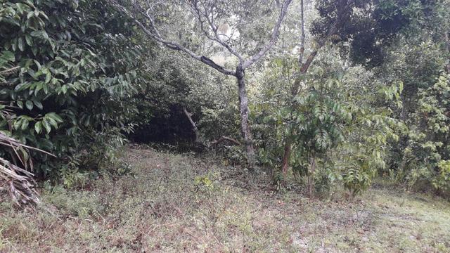 Fazenda em Conde, 18 tarefas - Foto 8