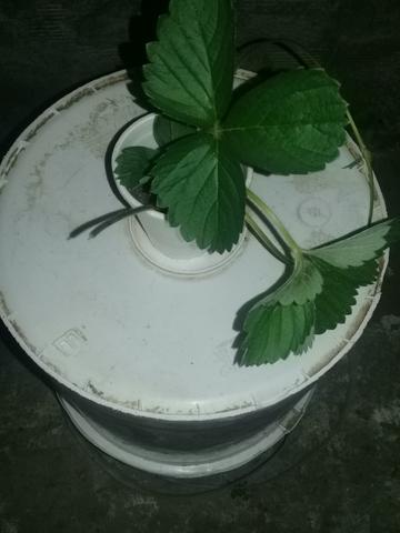 Muda de morango valor R$5.00 - Foto 3