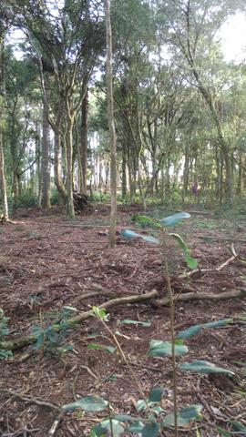 Chácara em Araucária, asfaltada, aceito trocas - Foto 6