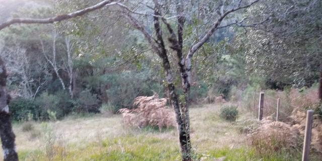 Chácara 3,2 Ha Fazenda Souza - Foto 11