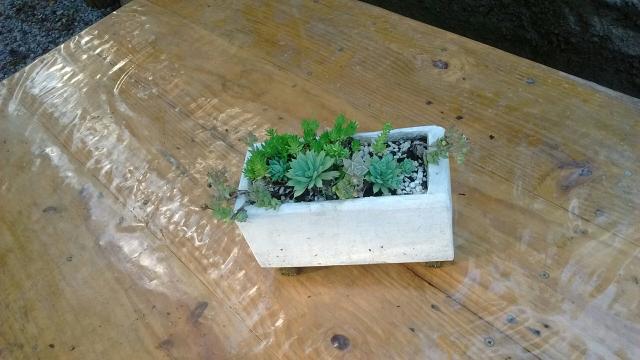 Planta suculenta