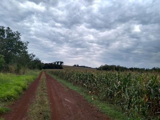Fazenda de lavoura em Ponta Porã MS - Foto 4