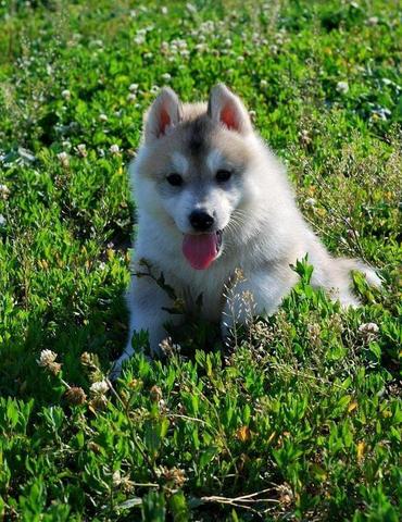 Venda permanente de filhotes de husky siberiano, canil ps