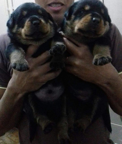Vendo. Filhotes. Rottweiler. Puros. Da. Raça. Zap. *