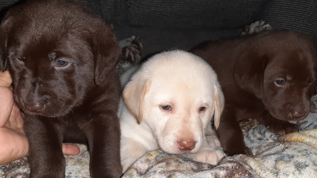 Filhotes de labrador - Foto 3
