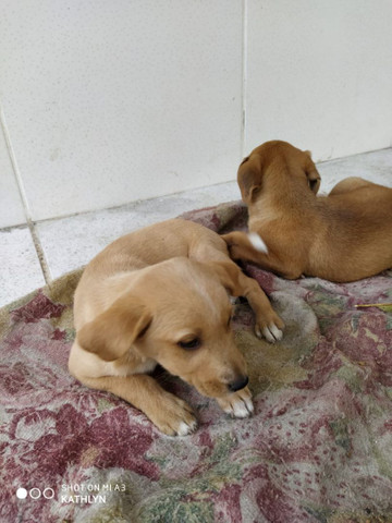 Doação de Cachorros - Foto 6