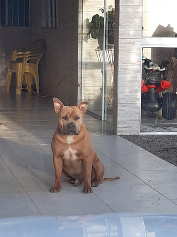 American staffordshire terrier - Foto 5