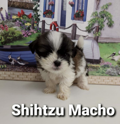 ShihTzu Parcelamos em 3x sem juros