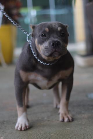 Filhote Macho American Bully