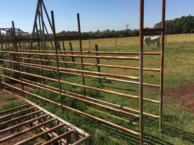Brete de team roping a venda