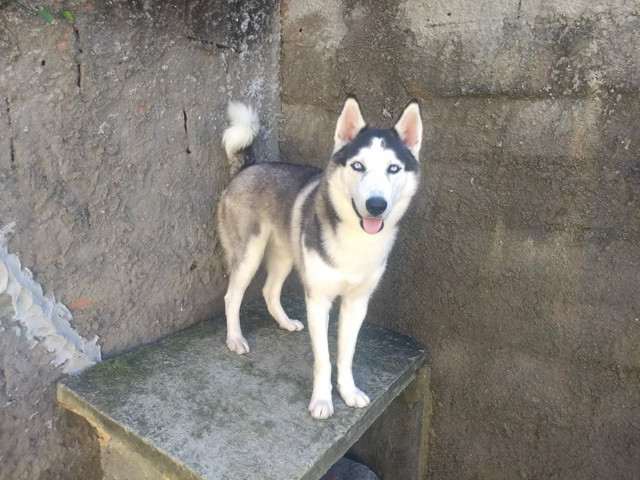 Husky siberiano - Foto 4