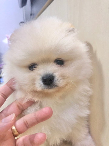 Lindo spitz claros - Foto 2