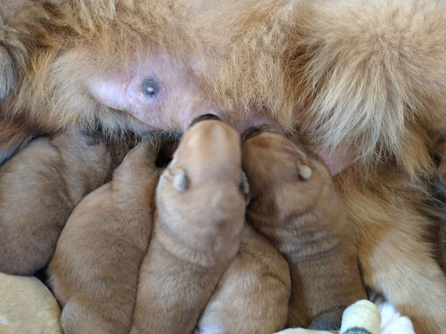 Filhotes de Chow-Chow - Foto 5