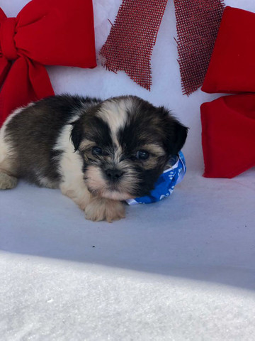 ShihTzu Imperdíveis