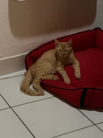 Adote esse lindão laranjinha - Foto 3