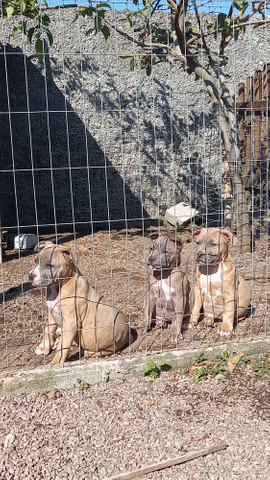 American staffordshire terrier