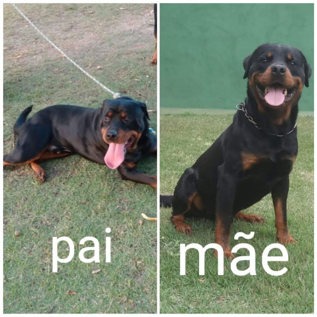 Vendo. Filhotes. Rottweiler. Puros. Da. Raça. Zap. * - Foto 2