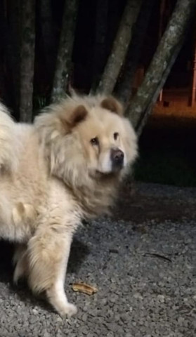 Filhotes de Chow-Chow - Foto 2