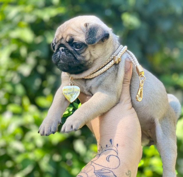 Doçura de baby disponível e pronto para entrega