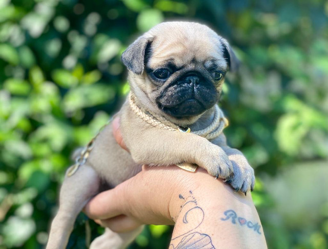 Doçura de baby disponível e pronto para entrega - Foto 3