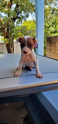 Filhotes de Pitbull ( passo cartão ) - Foto 3