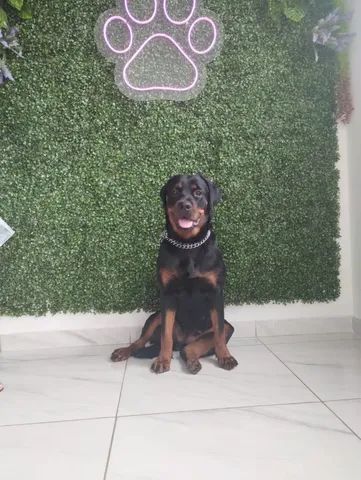 Rottweiler fêmea 1ano e 6meses - Foto 2