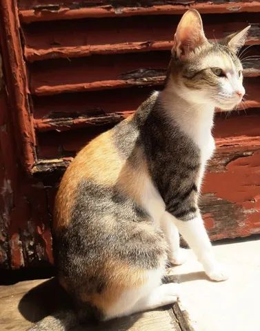 Gatos Castrados Para Adoção  - Foto 6