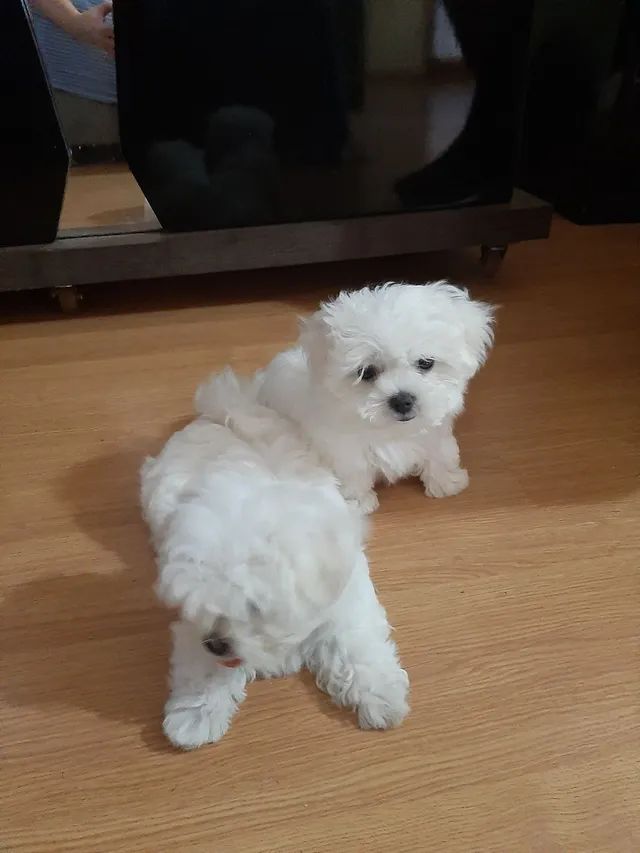 Maltês fêmea e macho  - Foto 4