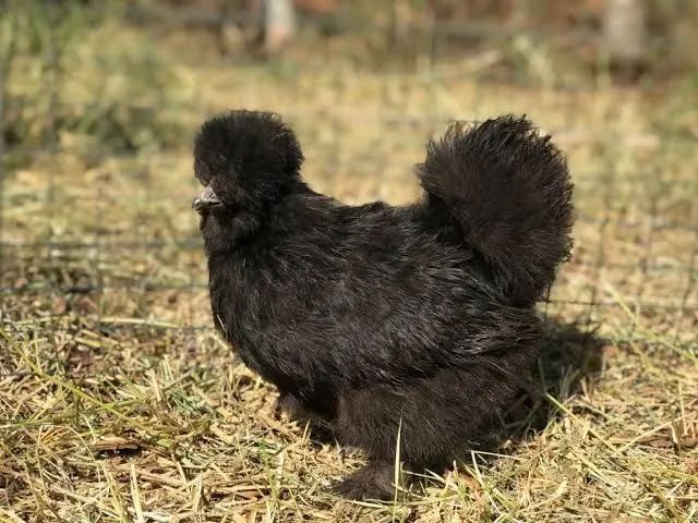 Pintinhos de Galinha Sedosa  - Foto 2