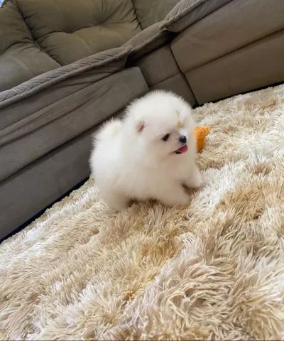 Lulu da pomerania 
